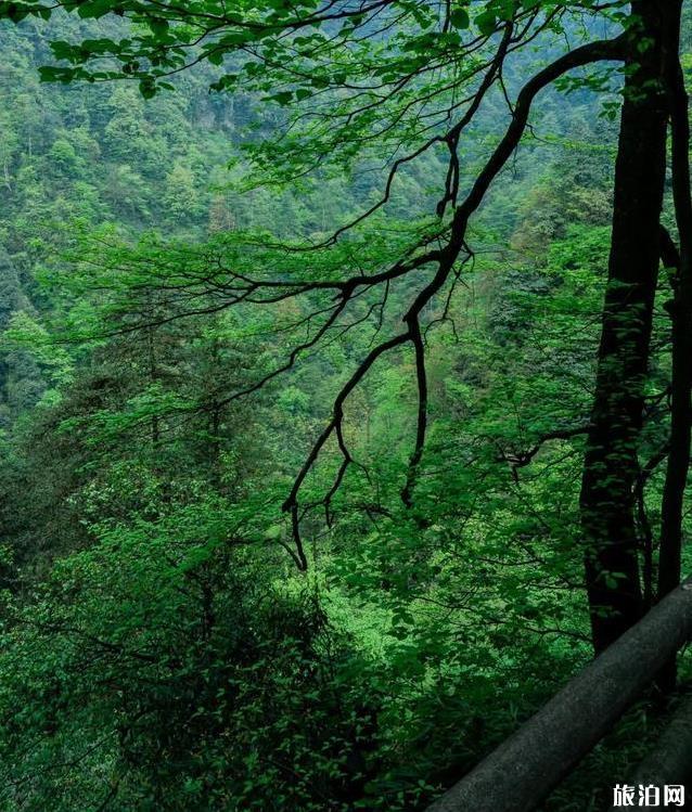 峨眉山旅游攻略详细版 峨眉山徒步爬山路线图